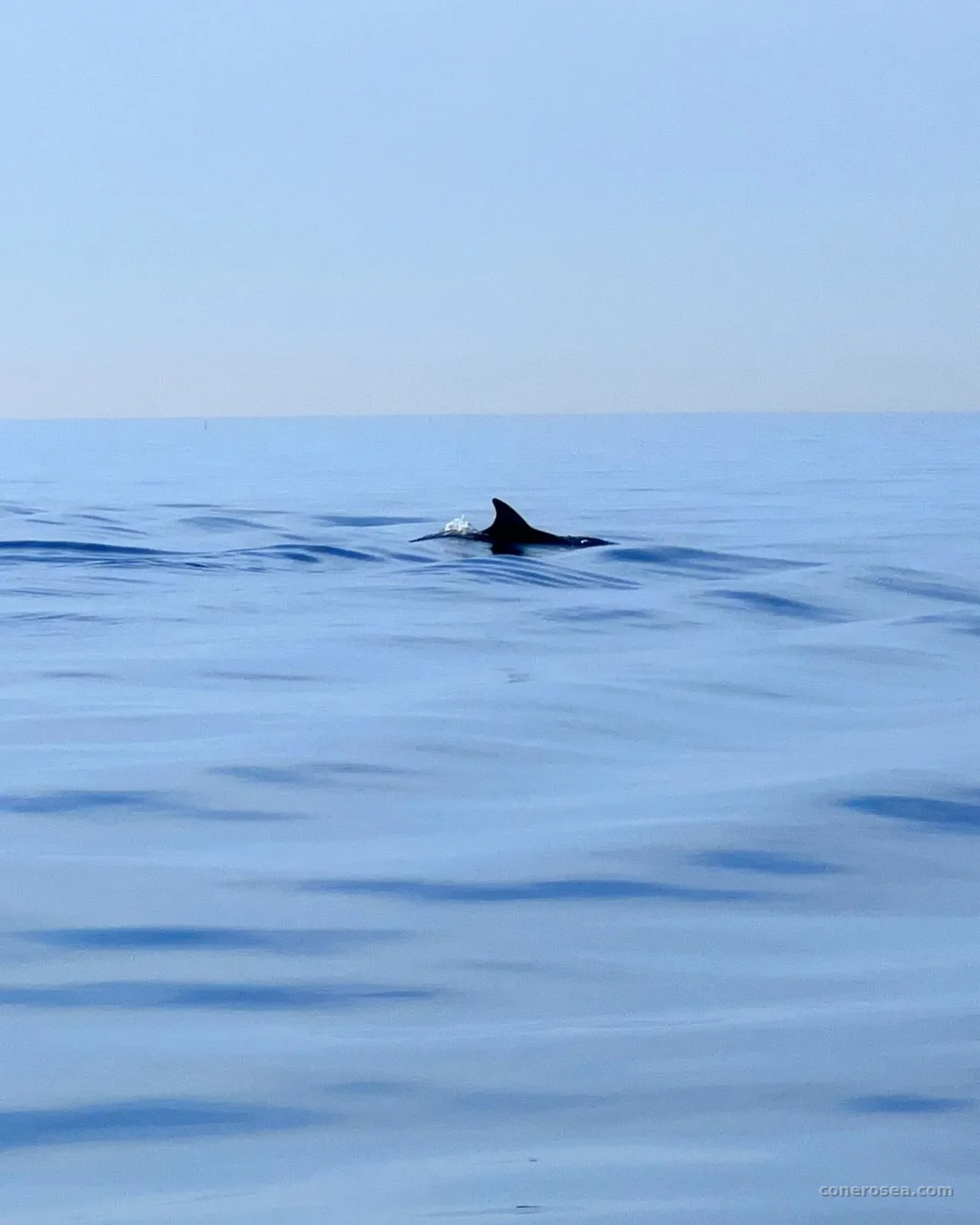 Un delfino avvistato nelle acque calme del Conero durante l'uscita in barca