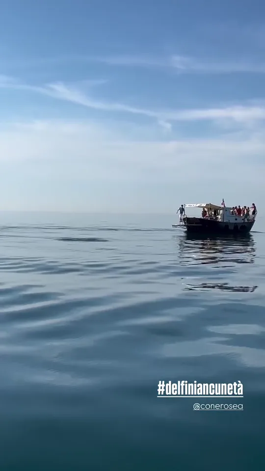 Un gruppo di delfini avvistato al largo della Riviera del Conero durante un tour in barca di Conero Sea